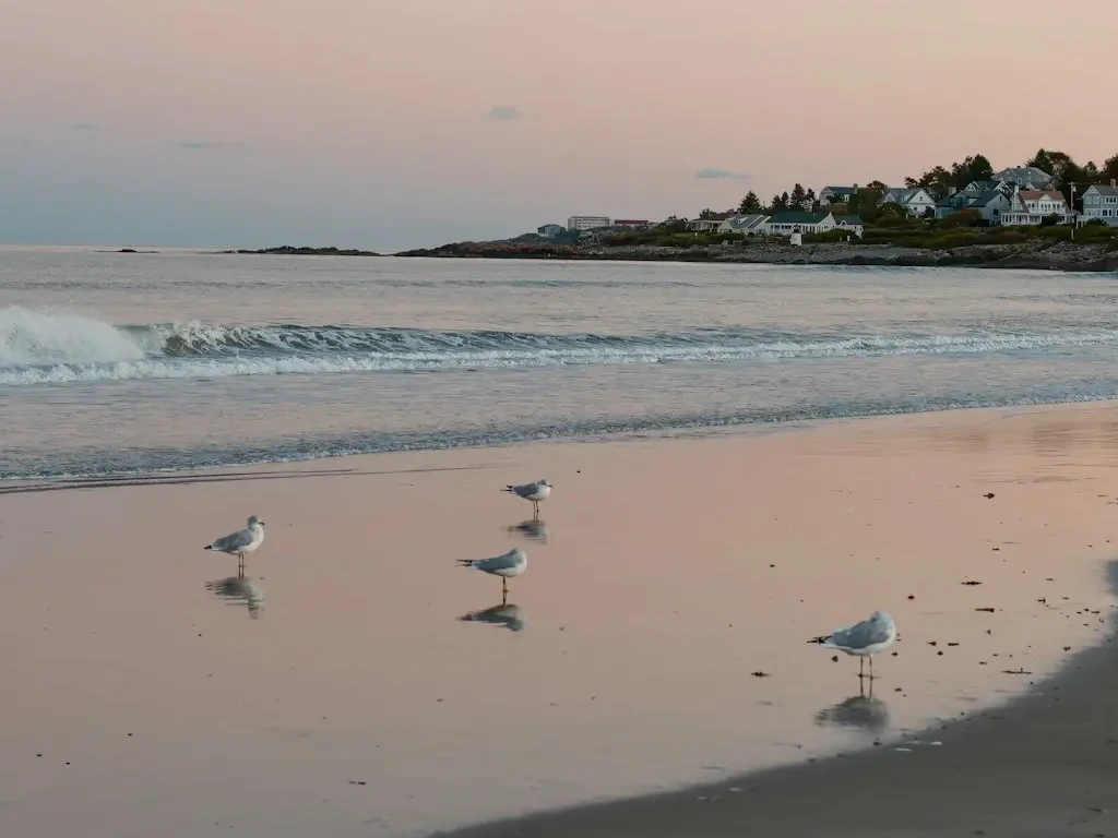 Seagulls standing on Ogunquit beach during sunset.